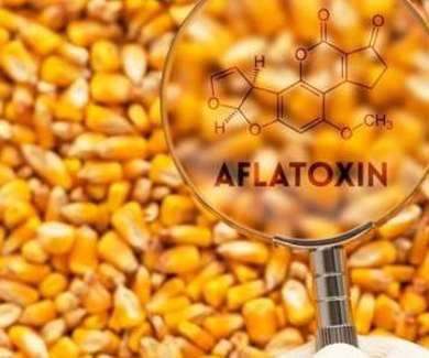 Aflatoxine Mais