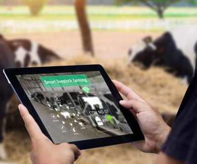 Person mit einem iPad mit Kühen im Hintergrund