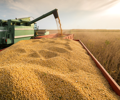 Soy harvest