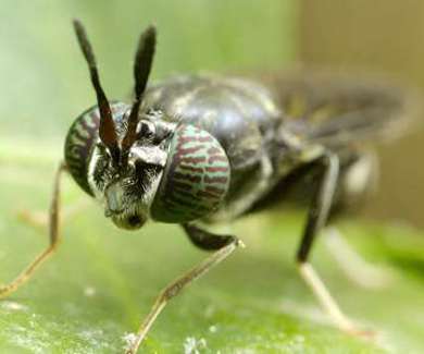 Nahaufnahme eines Insekts